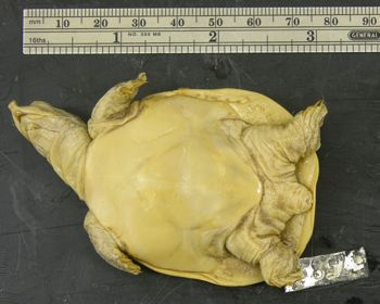 Media type: image; Herpetology R-5758